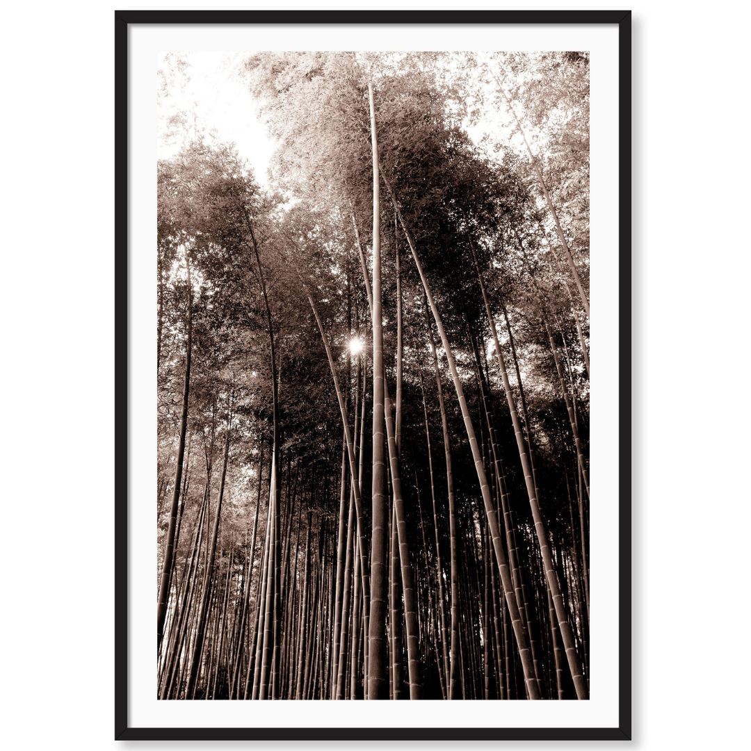 Bamboo Forest Japan