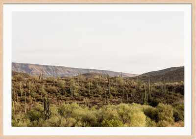 Arizona Desert