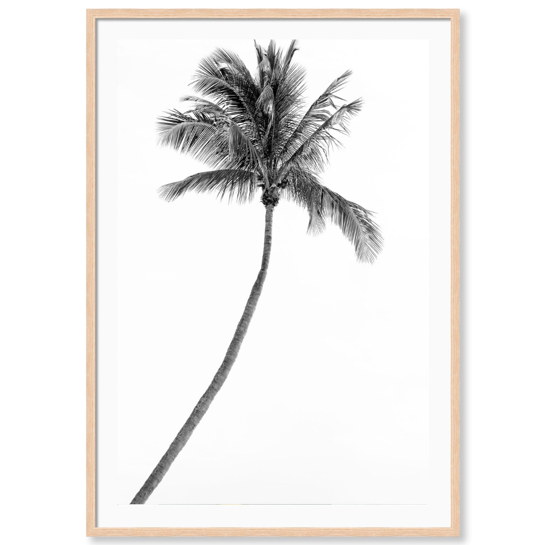Palm Beach Palm