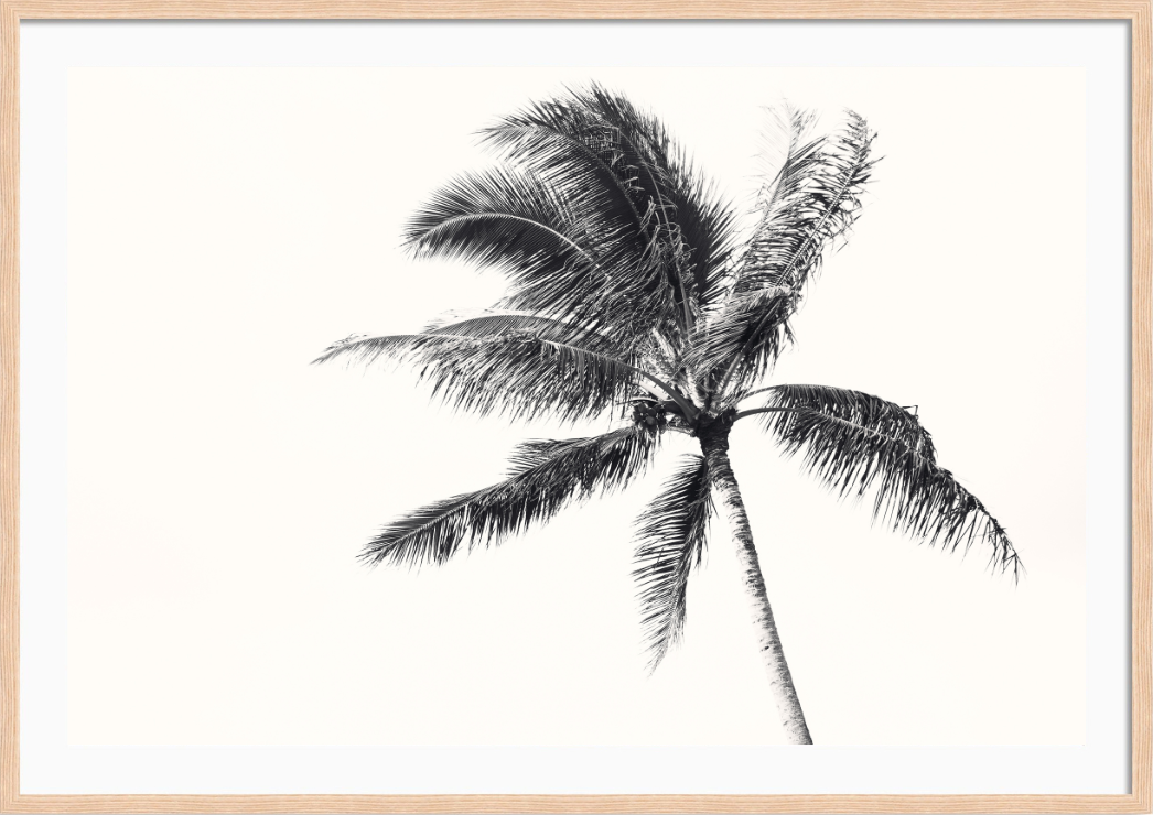 Island Palm