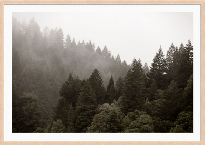 Misty Redwoods 2