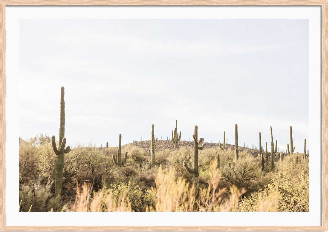 Arizona Saguaros