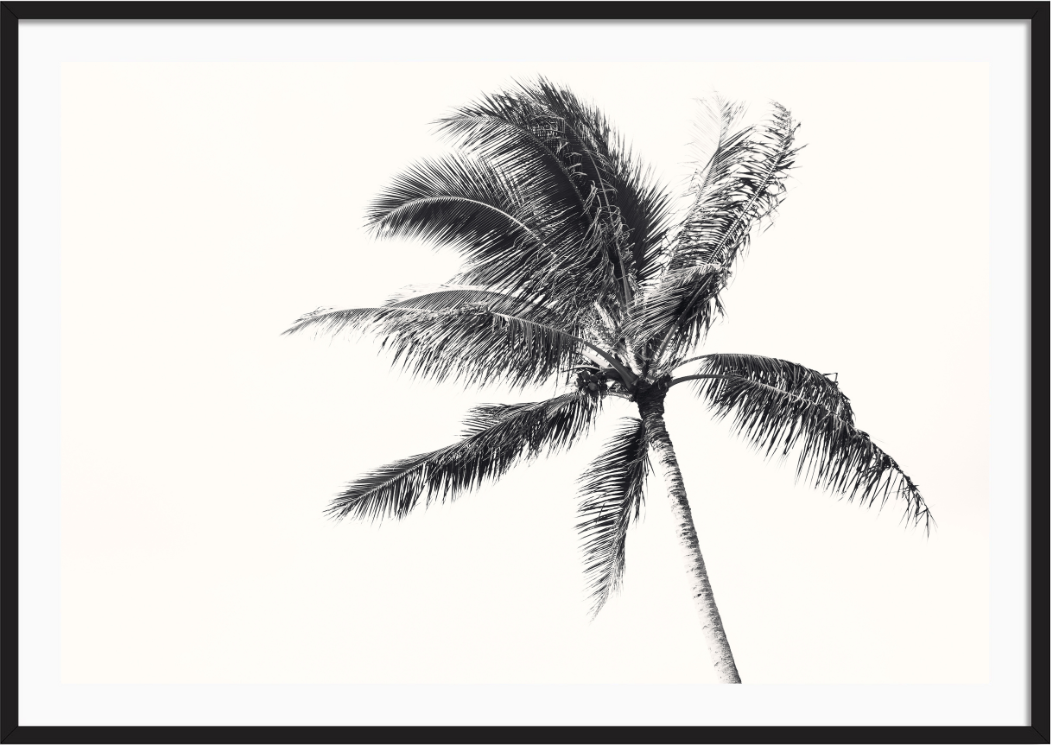 Island Palm
