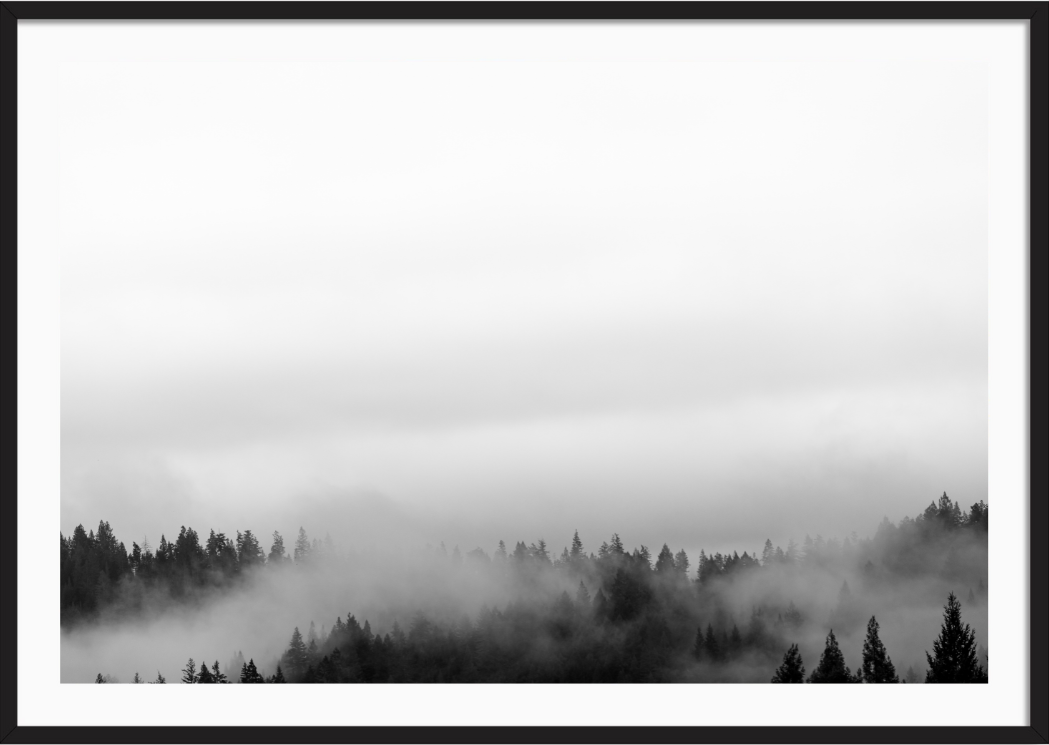 Misty Redwoods