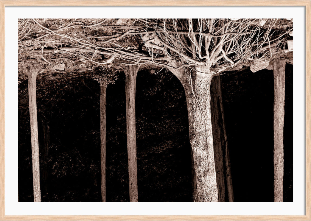 Roots