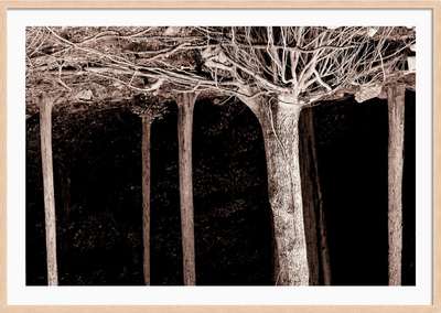 Roots