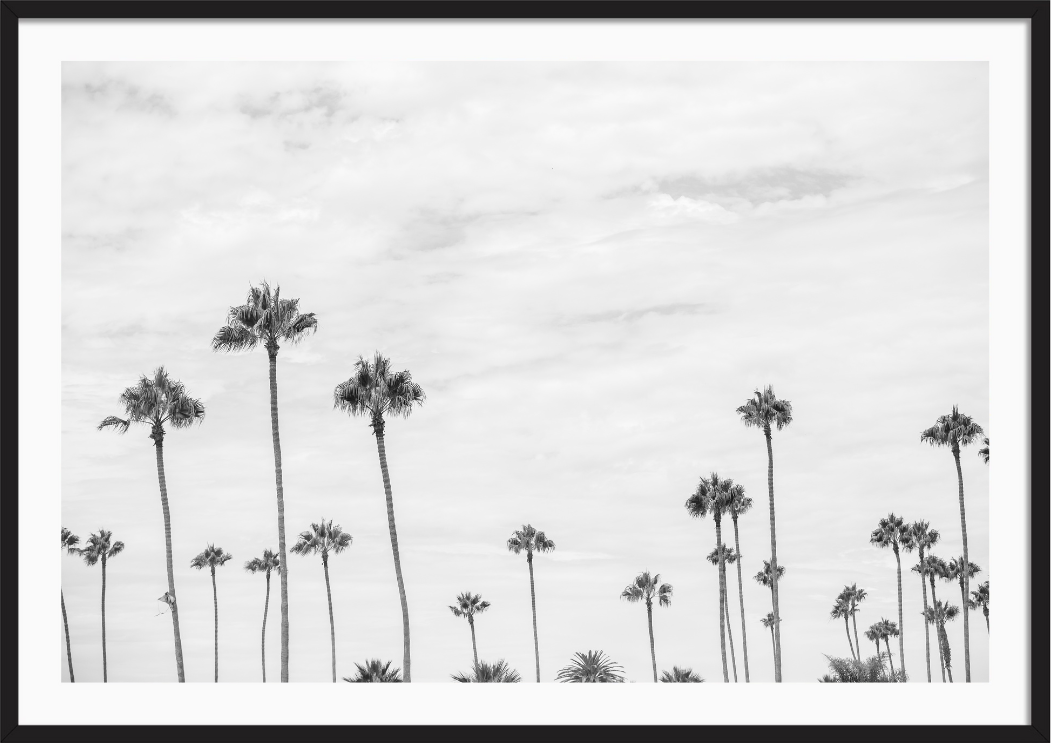 Montecito Palms Black and White