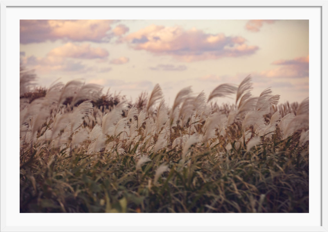 Heavenly Field