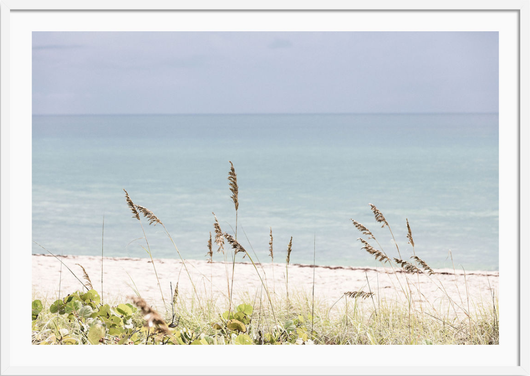 Palm Beach Wild Grass