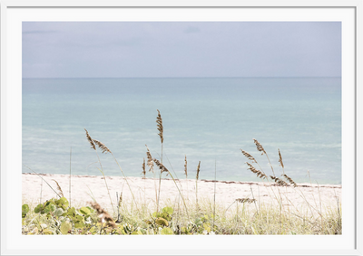 Palm Beach Wild Grass