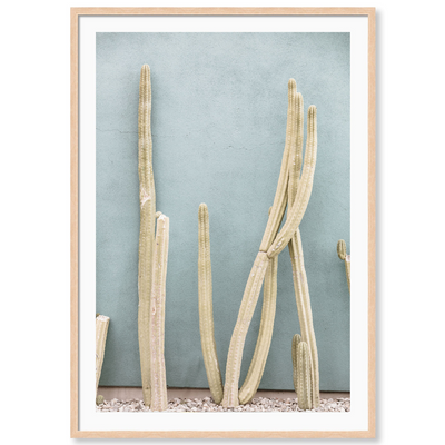 Melrose Cacti