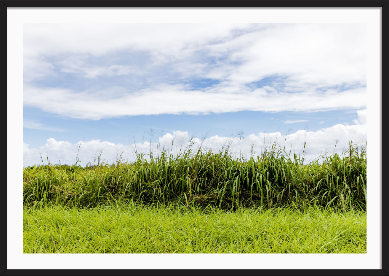 Tall Grass