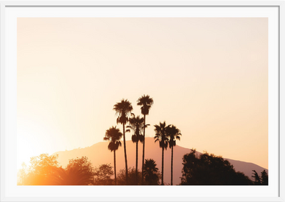 Santa Barbara Palm Sunrise