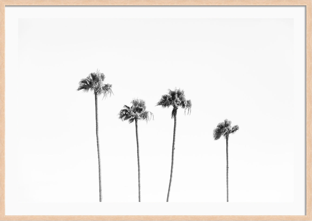 Beverly Hills Palms