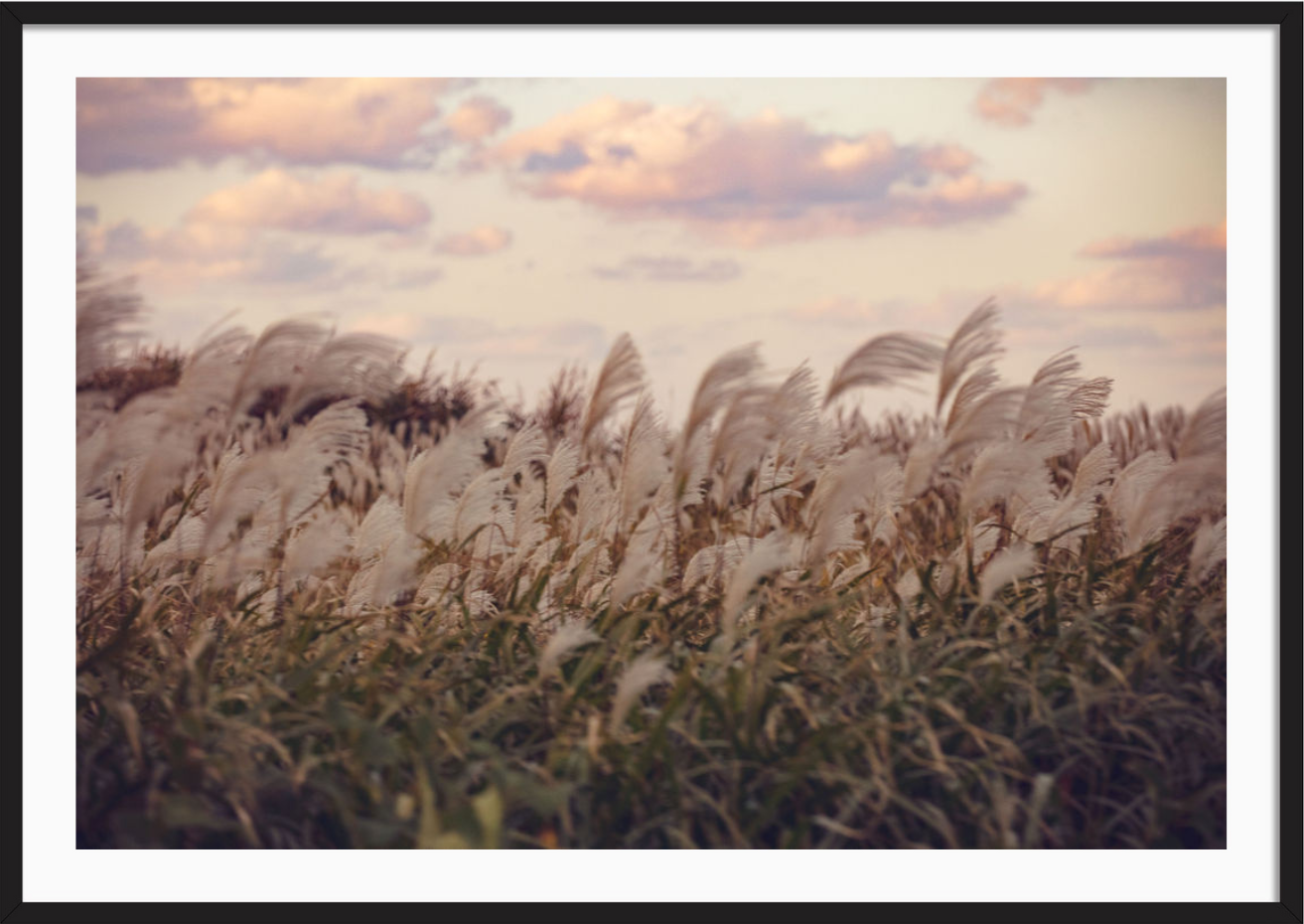 Heavenly Field