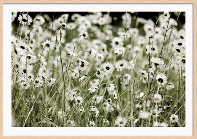 Wildflowers