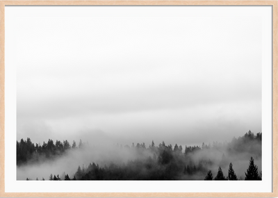 Misty Redwoods
