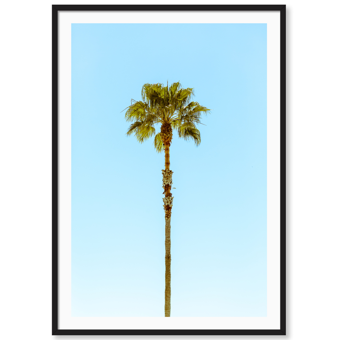 Lonely Palm