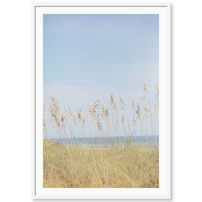 Palm Beach Wild Grass