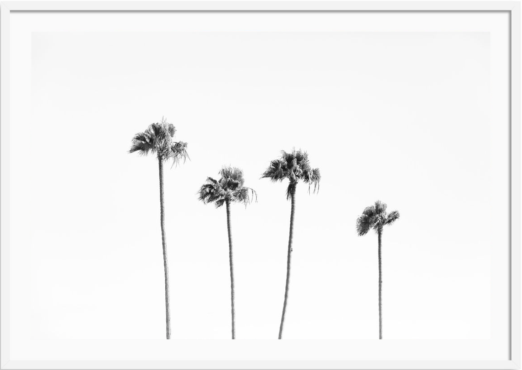 Beverly Hills Palms