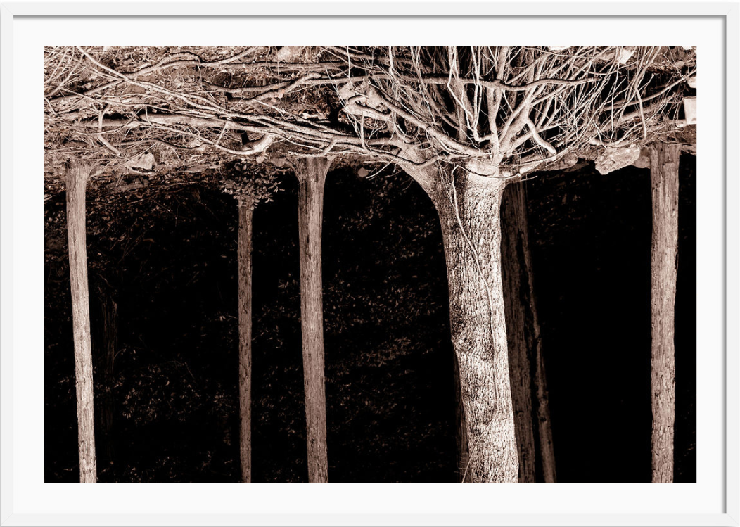 Roots