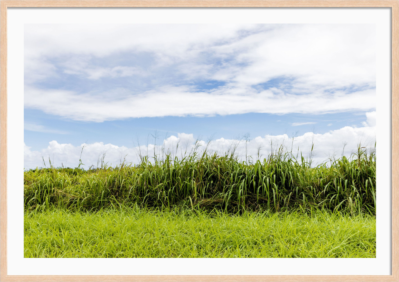 Tall Grass