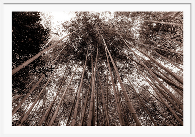 Bamboo Forest Japan