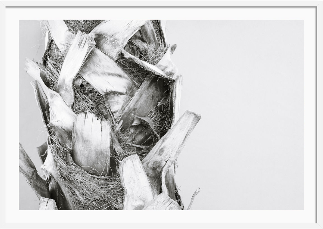 Palm Trunk