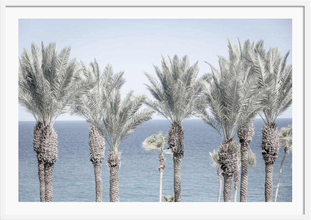 Cabo Palms