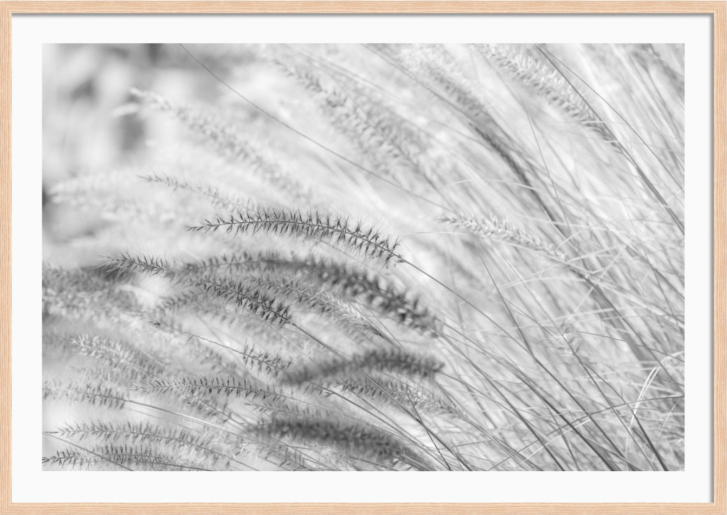 Summer Breeze