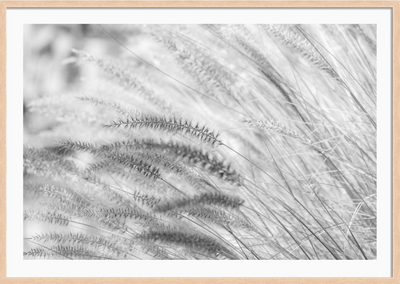 Summer Breeze