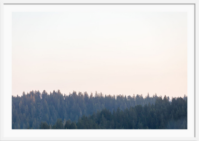 Redwoods Magic Hour