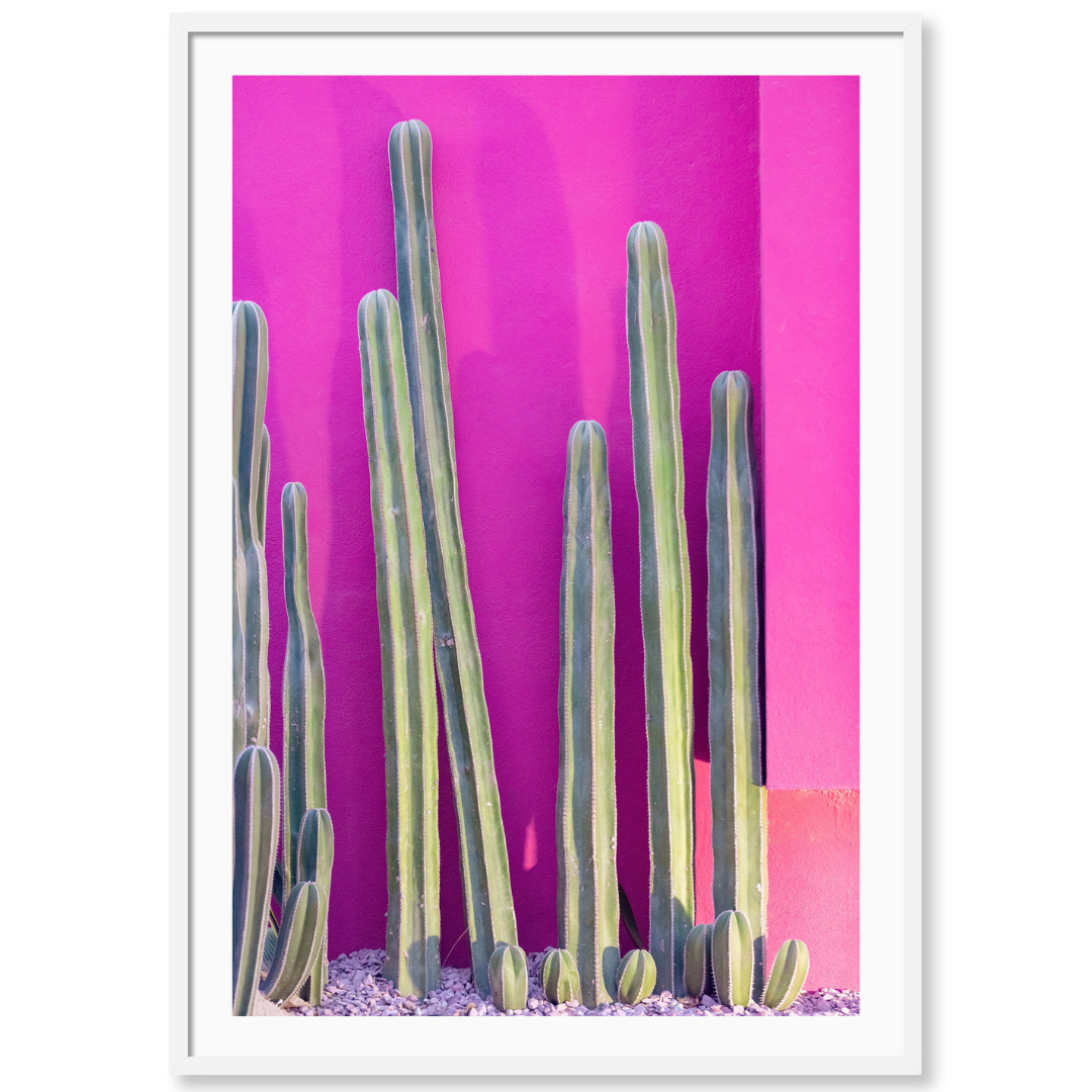 Hot Pink Cacti