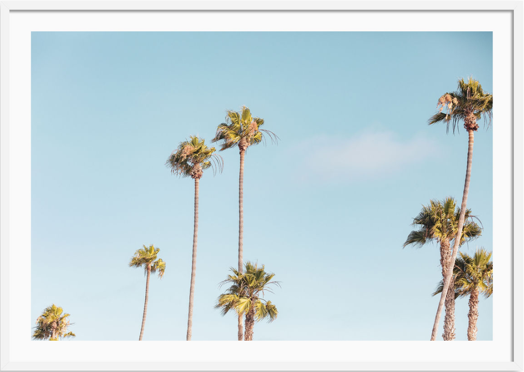 Beverly Hills Palms