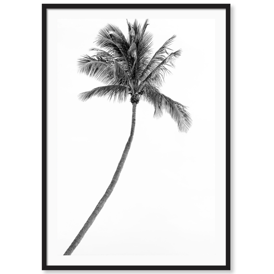 Palm Beach Palm