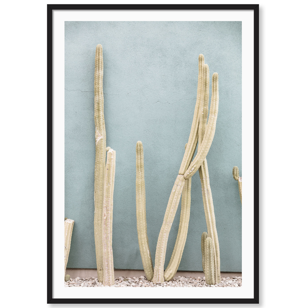 Melrose Cacti