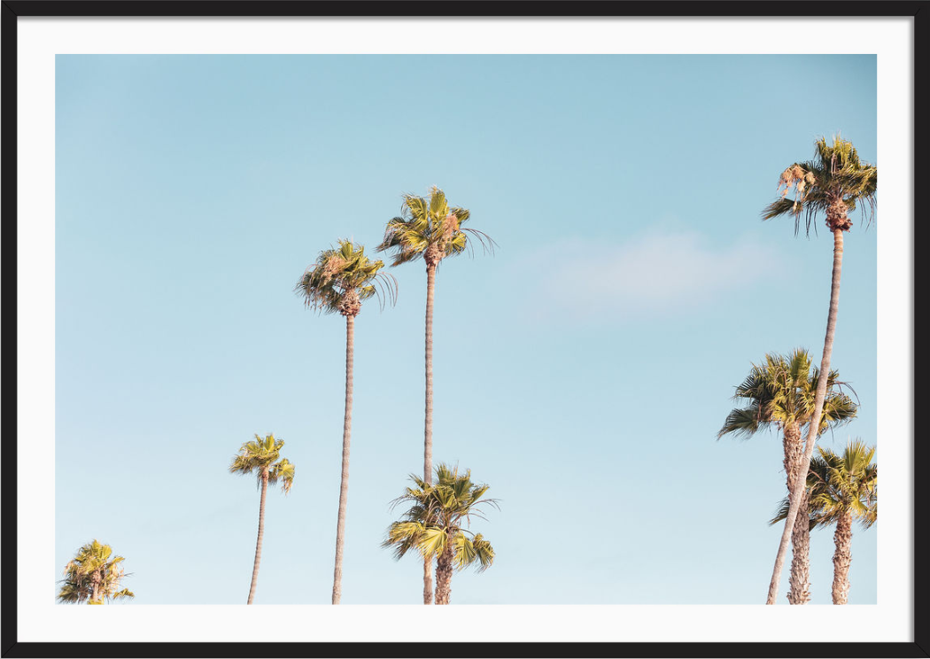 Beverly Hills Palms