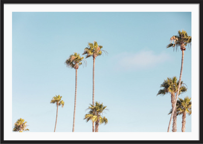 Beverly Hills Palms