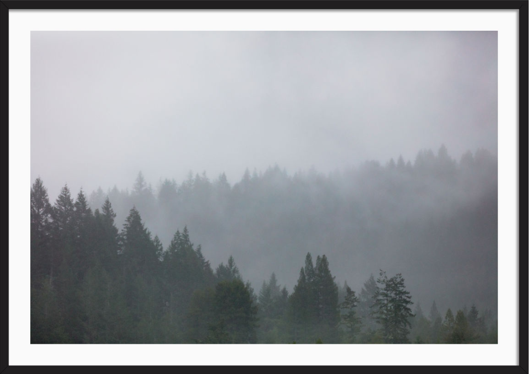 Moody Redwoods