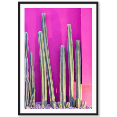 Hot Pink Cacti