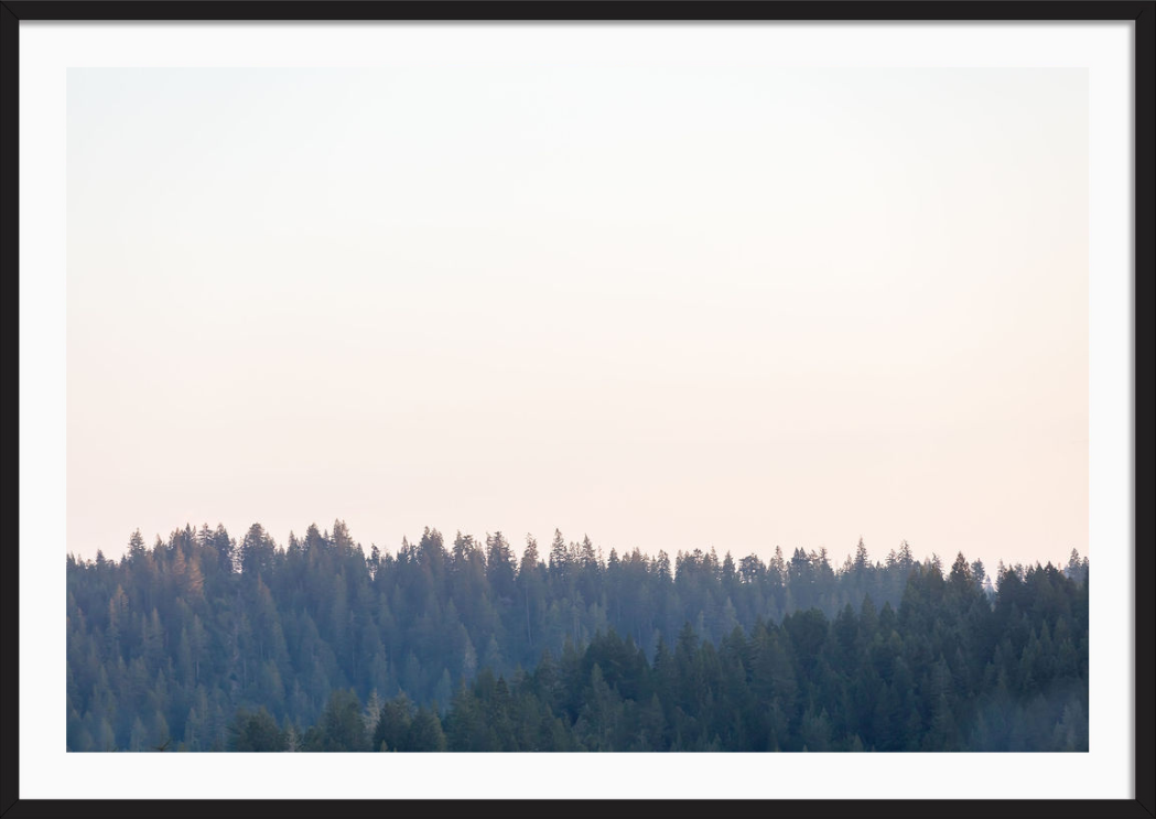 Redwoods Magic Hour