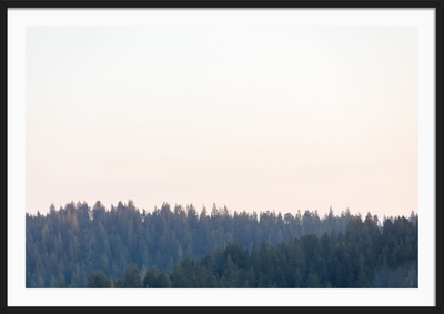 Redwoods Magic Hour