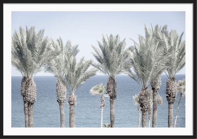 Cabo Palms