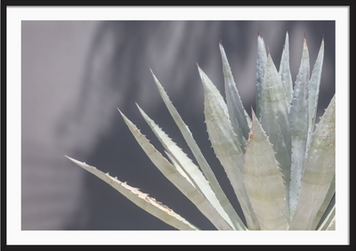 Mexico Succulent