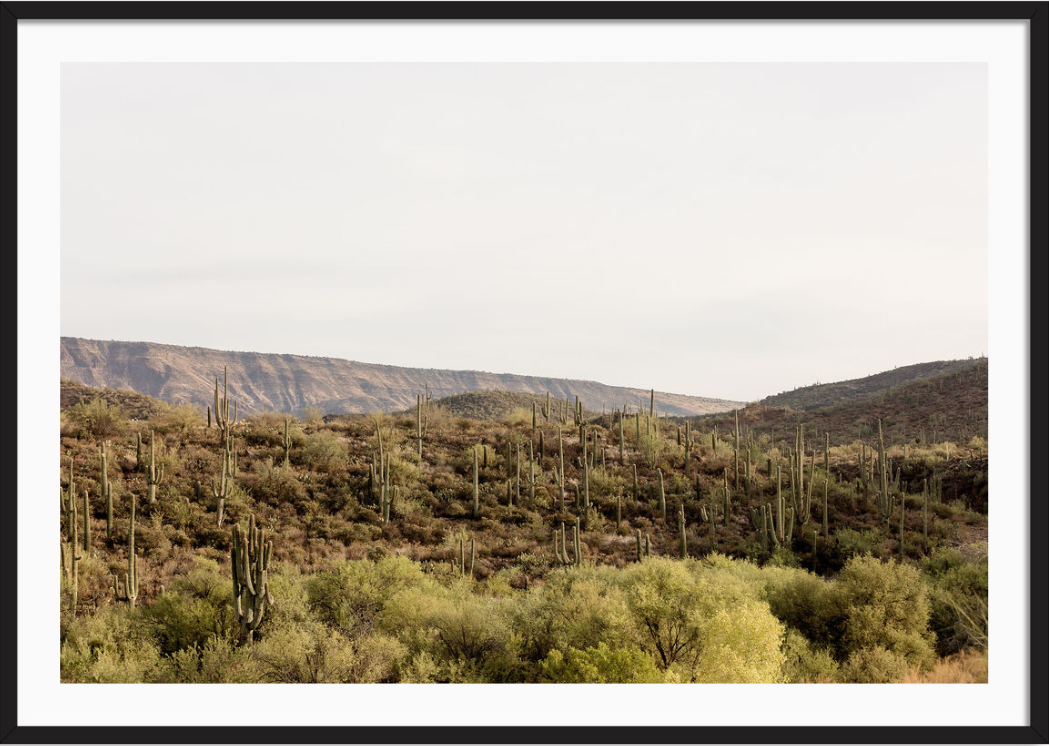 Arizona Desert