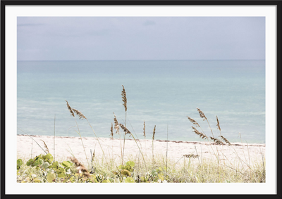 Palm Beach Wild Grass