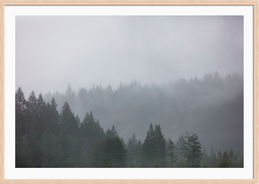 Moody Redwoods