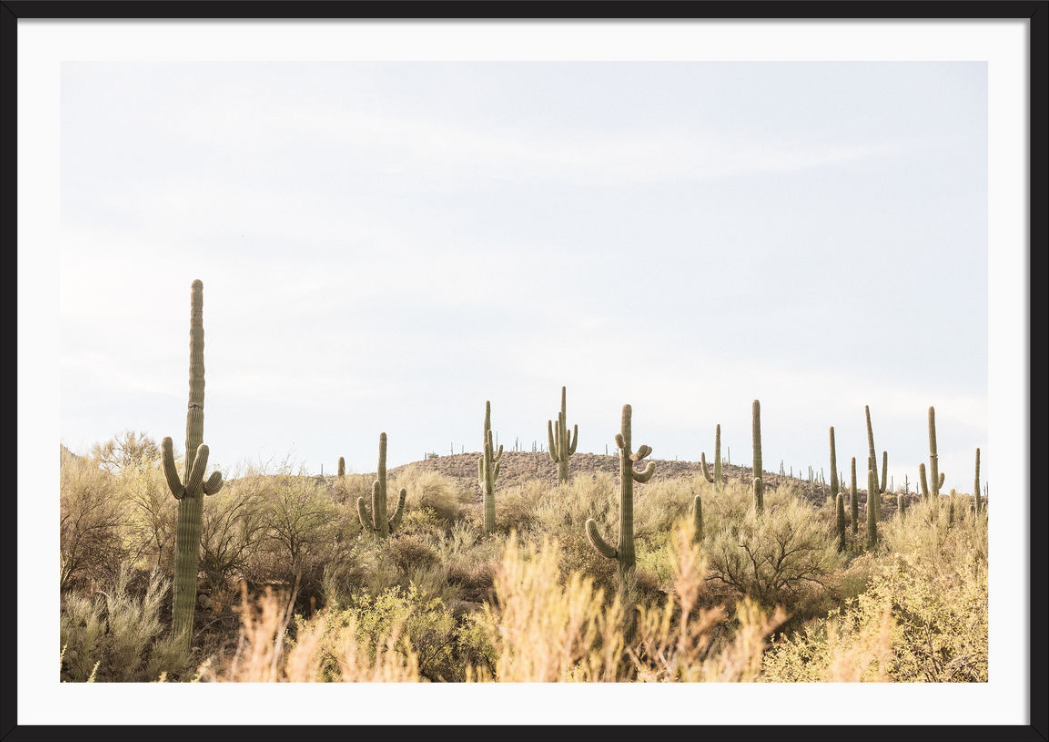 Arizona Saguaros