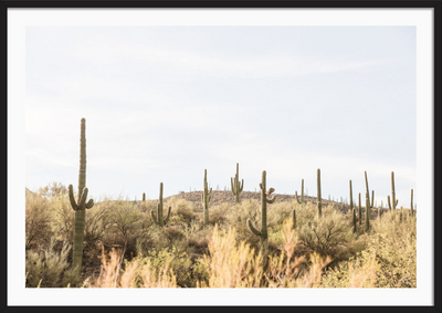 Arizona Saguaros