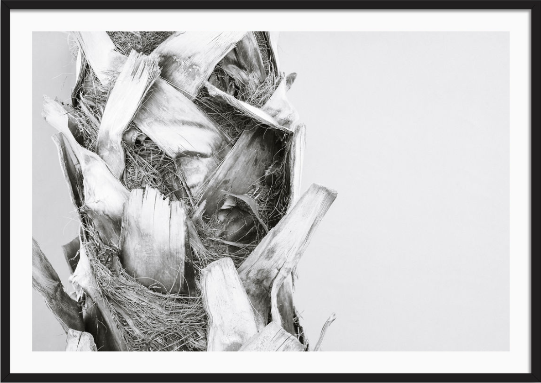 Palm Trunk